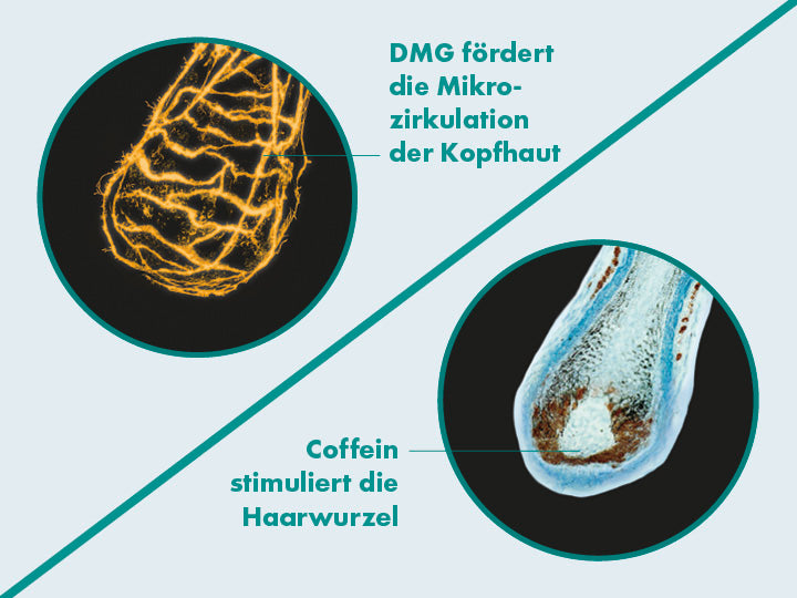 DMG fördert die Mikrozirkulation der Kopfhaut und Coffein stimuliert die Haarwurzel.