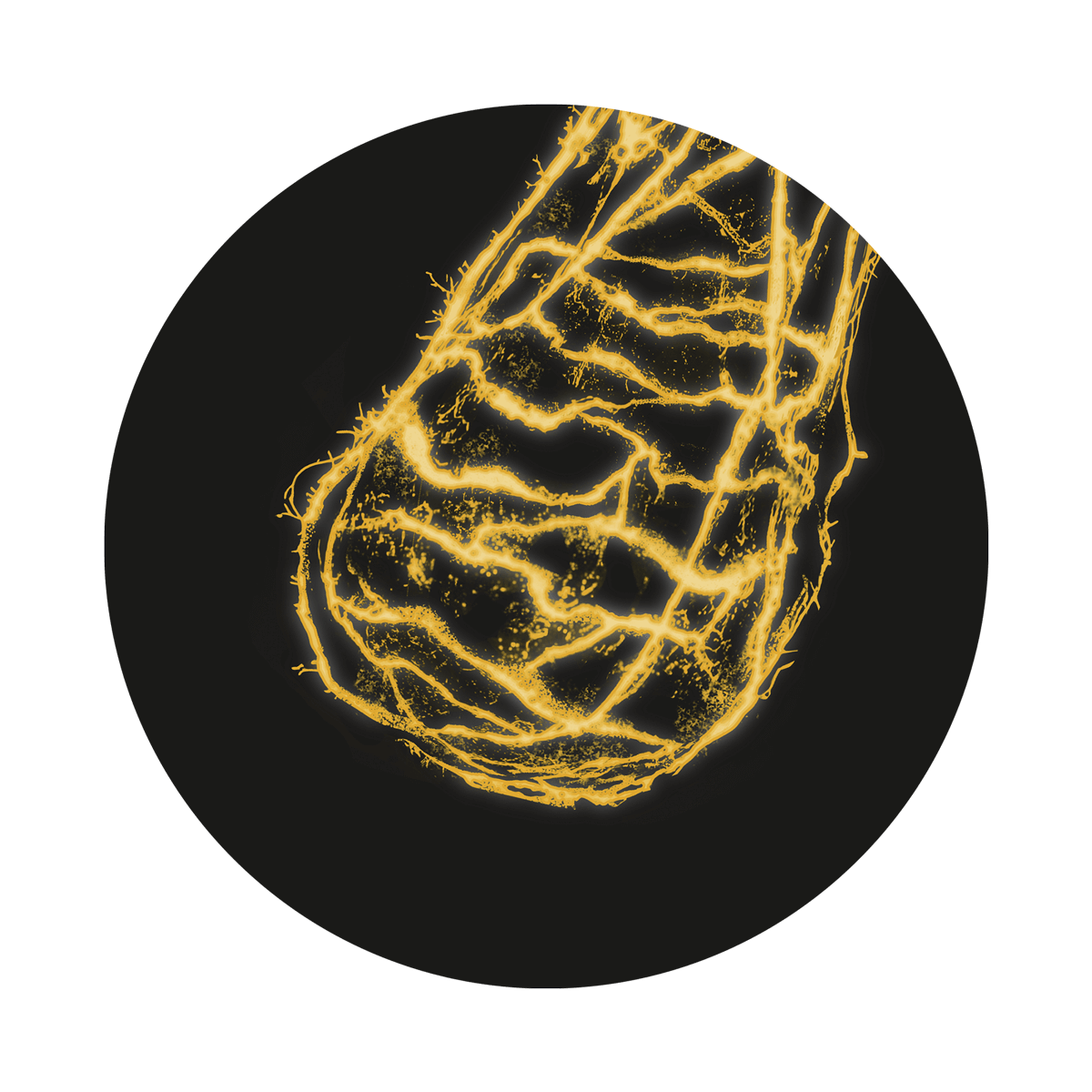 DMG (Dimethylglycin) verbessert die Haarwurzel Versorgung.