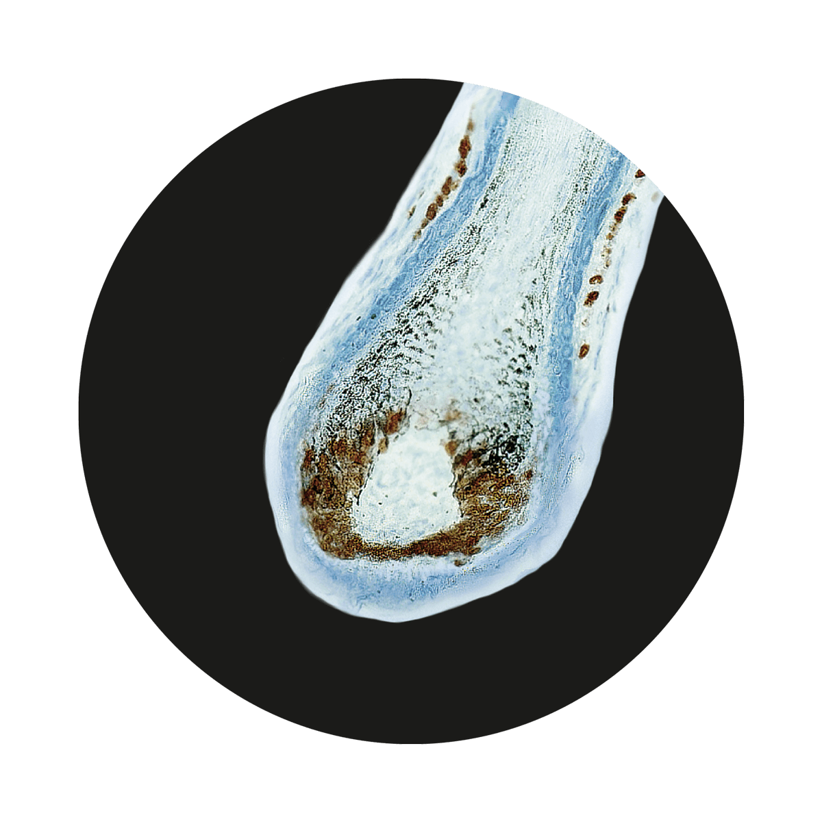 Coffein wirkt sich positiv auf den Zellstoffwechsel der Haarwurzel aus.